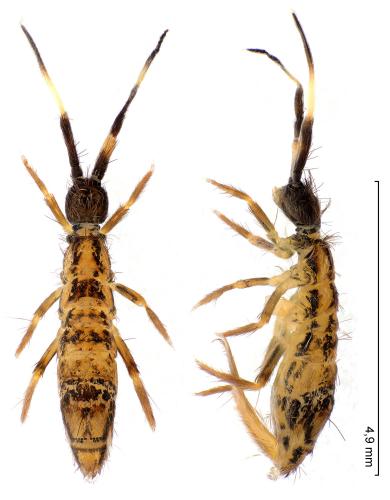 Orchesella flavescens